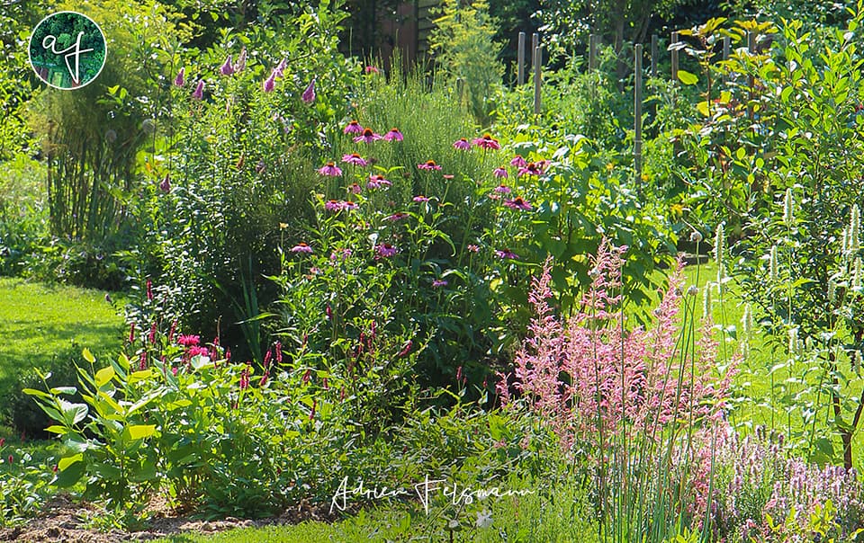 Association de plantes pour papillons
