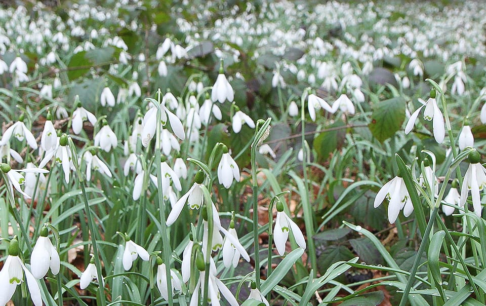 Galanthus nivalis dans son milieu naturel