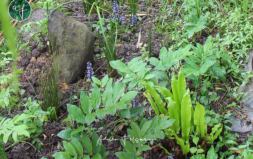 Plantes sauvages de terrain humide