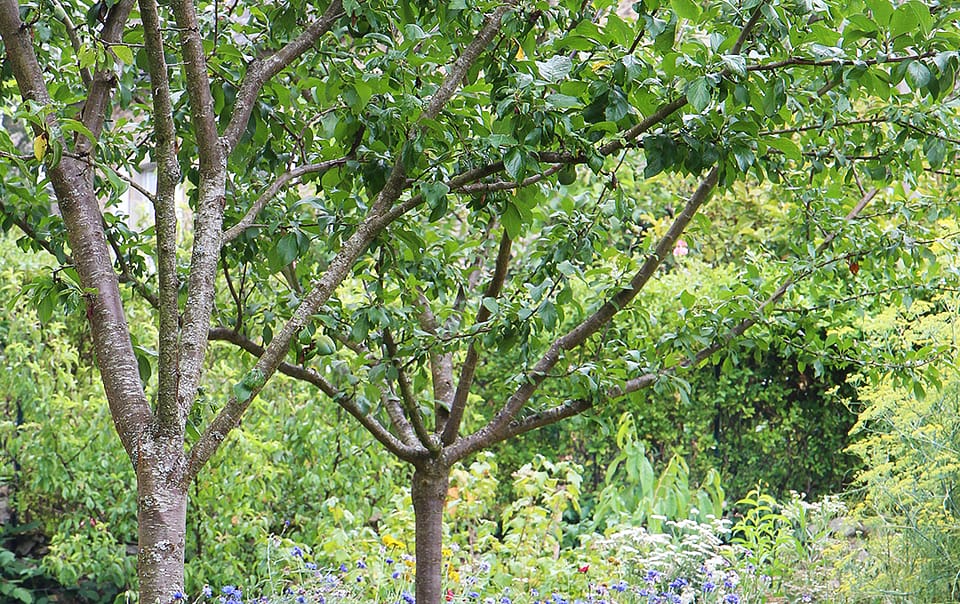 Prairie fleurie pour les oiseaux