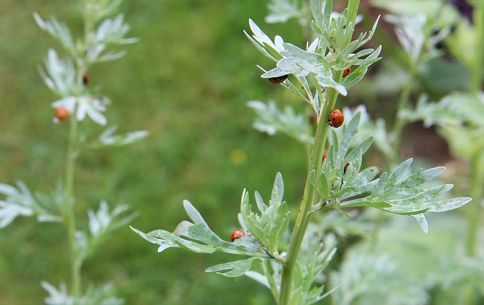 Nombreuses coccinelles sur une absinthe