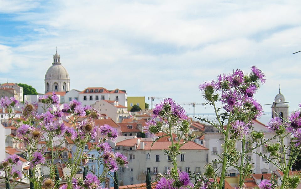 Chardons devant la vue sur l'Alfama à Lisbonne