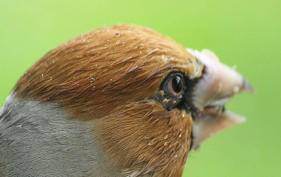 Gros-bec casse noyaux au jardin naturel