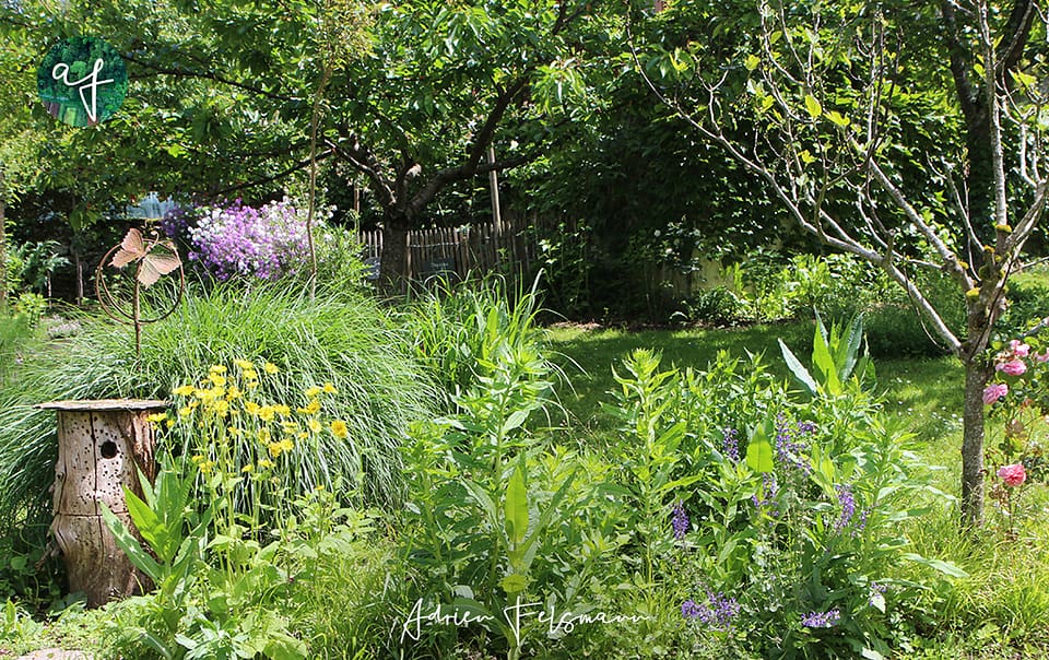 Jardin sauvage et biodiversité à Toulouse