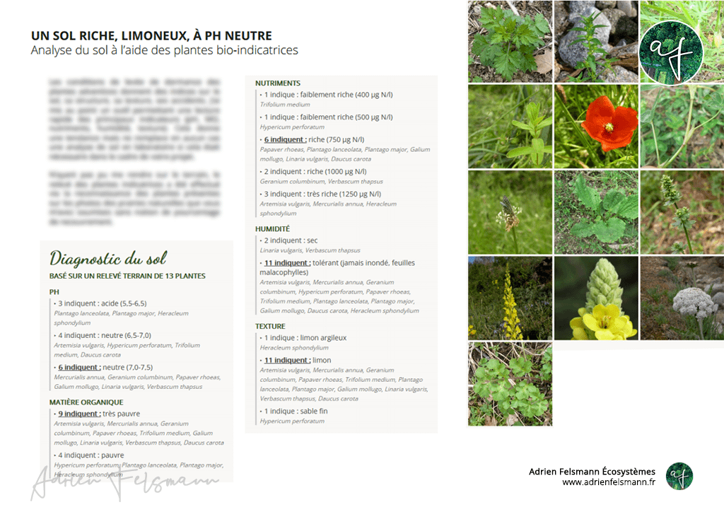 Étude des plantes bio-indicatrices en permaculture