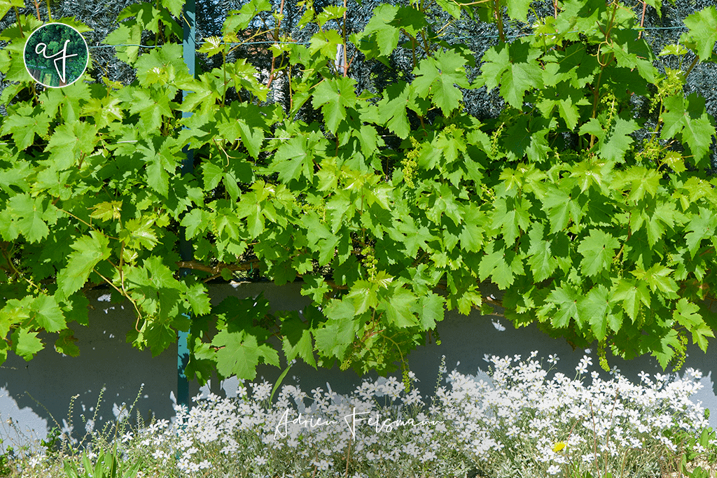 Vigne palissée dans un jardin de ville