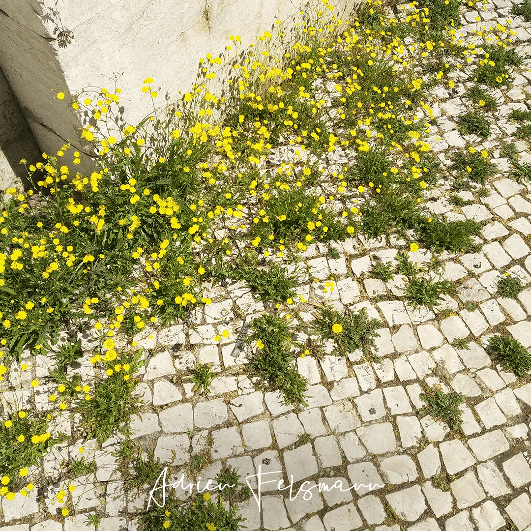 Mauvaises herbes en fleurs entre les pavés
