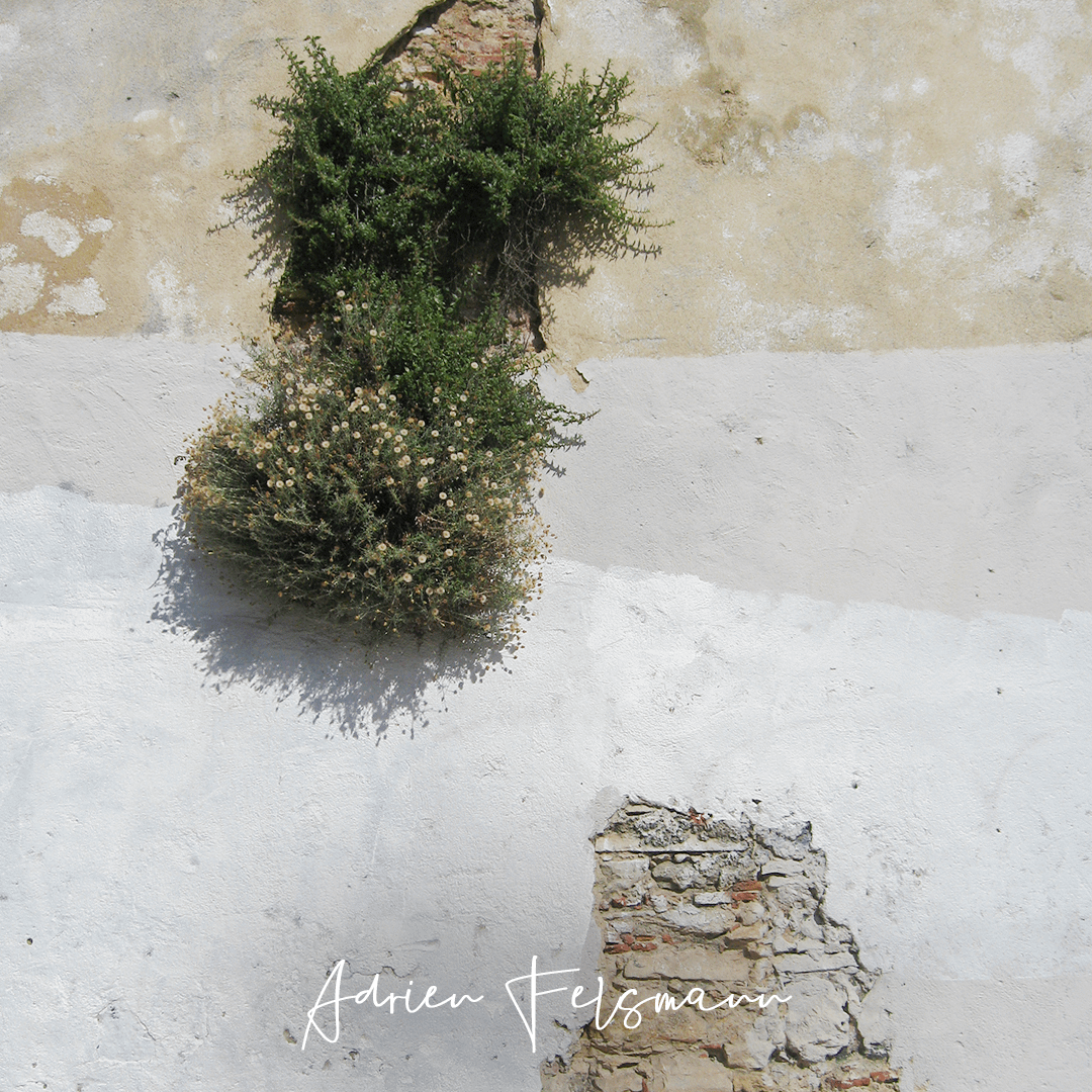 Phagnalon graecum sur un mur à Lisbonne