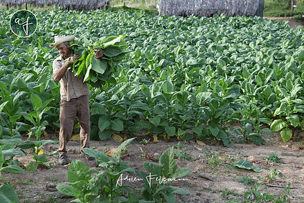 Culture du tabac à Cuba