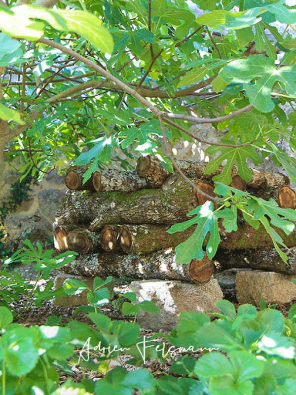 Culture de champignons en permaculture