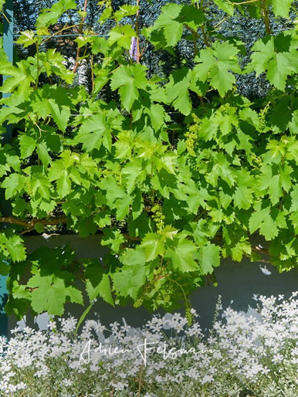 Vigne palissée dans un jardin de ville