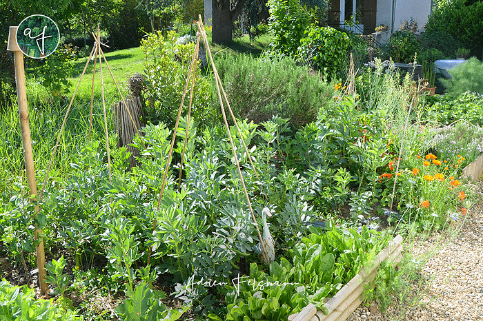 Associations de légumes au potager dans un jardin de ville