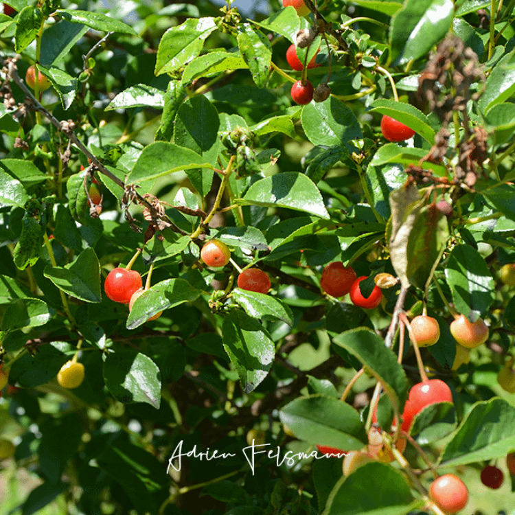 Cerisier nain avec ses fruits