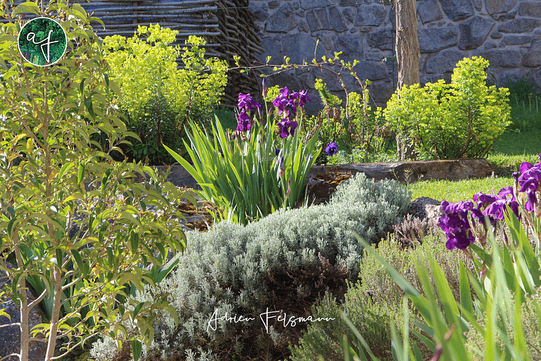 Plantes de rocaille