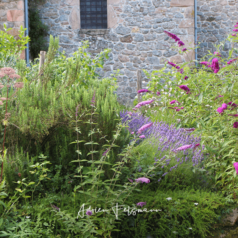 Association de plantes mellifères