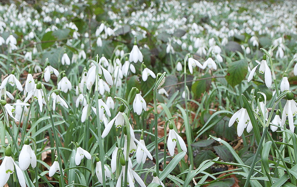 Galanthus nivalis dans son milieu naturel